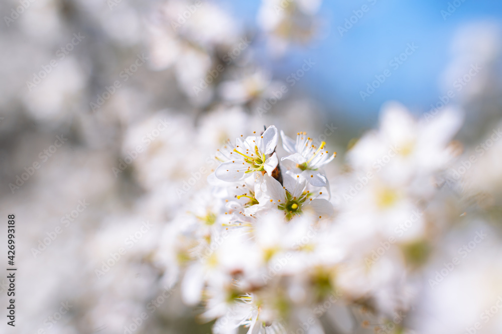 Branches of blossoming cherry macro with soft focus on gentle light blue sky background in sunlight with copy space. Branches of blossoming cherry macro with soft focus on gentle light blue sky background in sunlight with copy space.