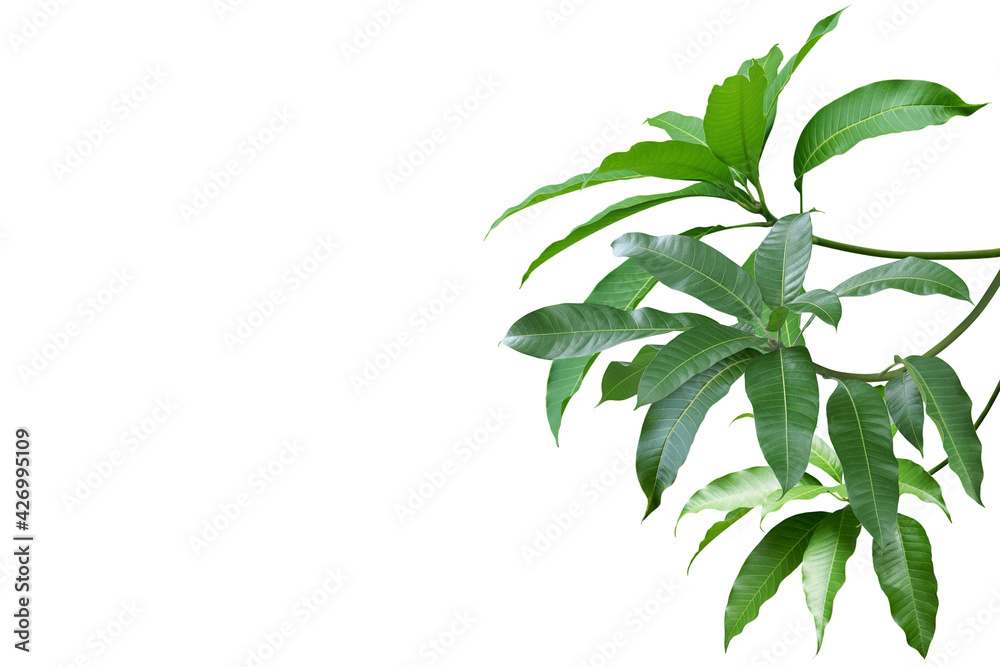 Obraz premium Mango Branches with Green Leaves Isolated on White Background wi