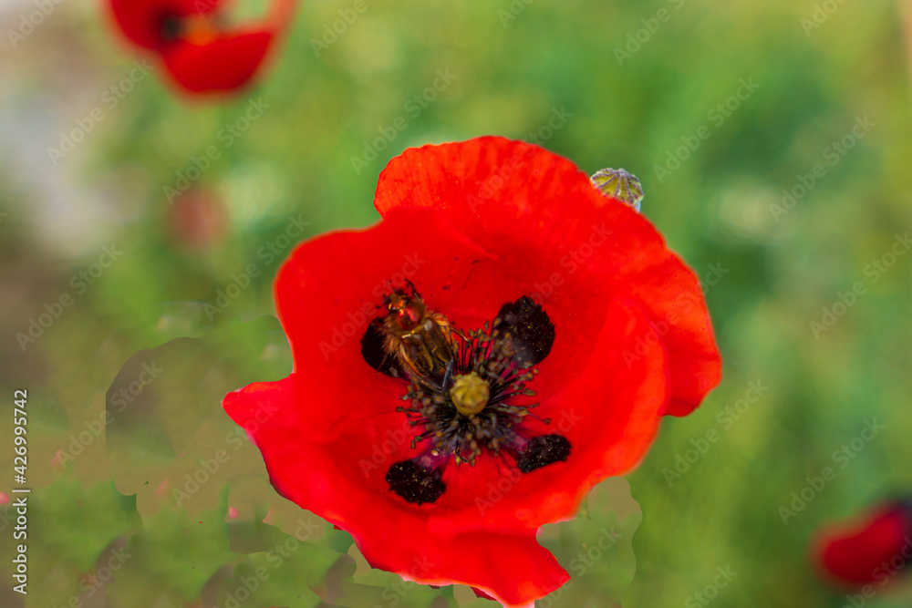 blooming red poppies in the nature blooming red poppies in the nature