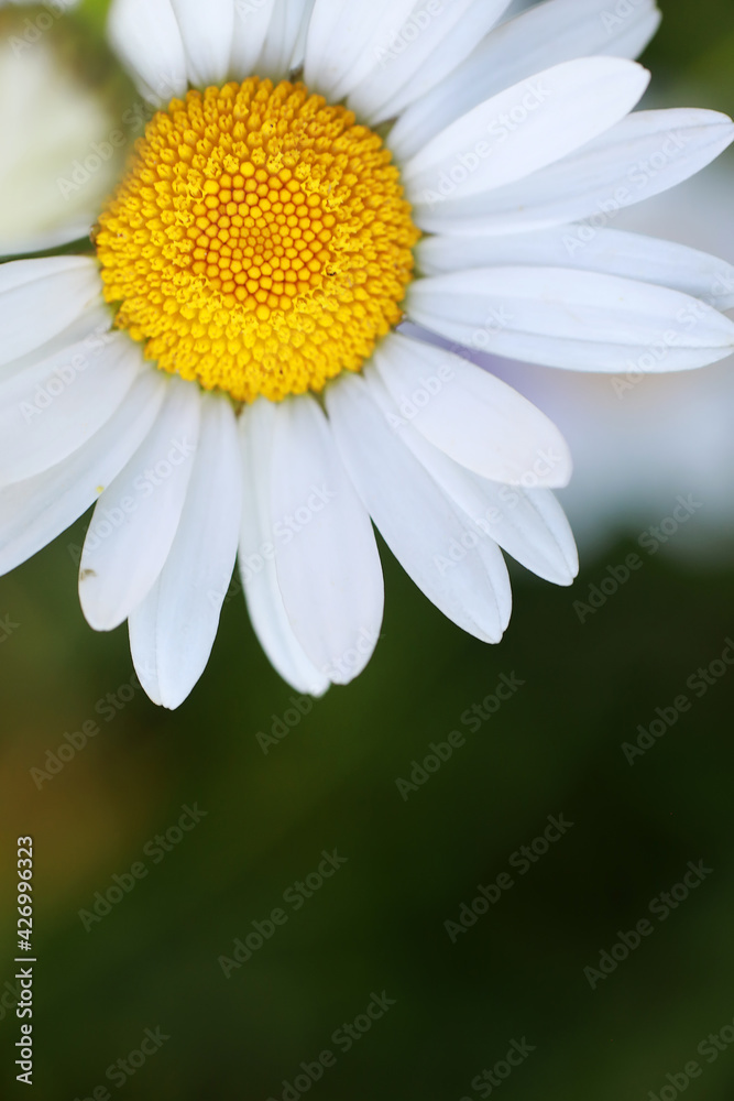 Wild flower. Little flowers on a green meadow. Wild flower. Little flowers on a green meadow.