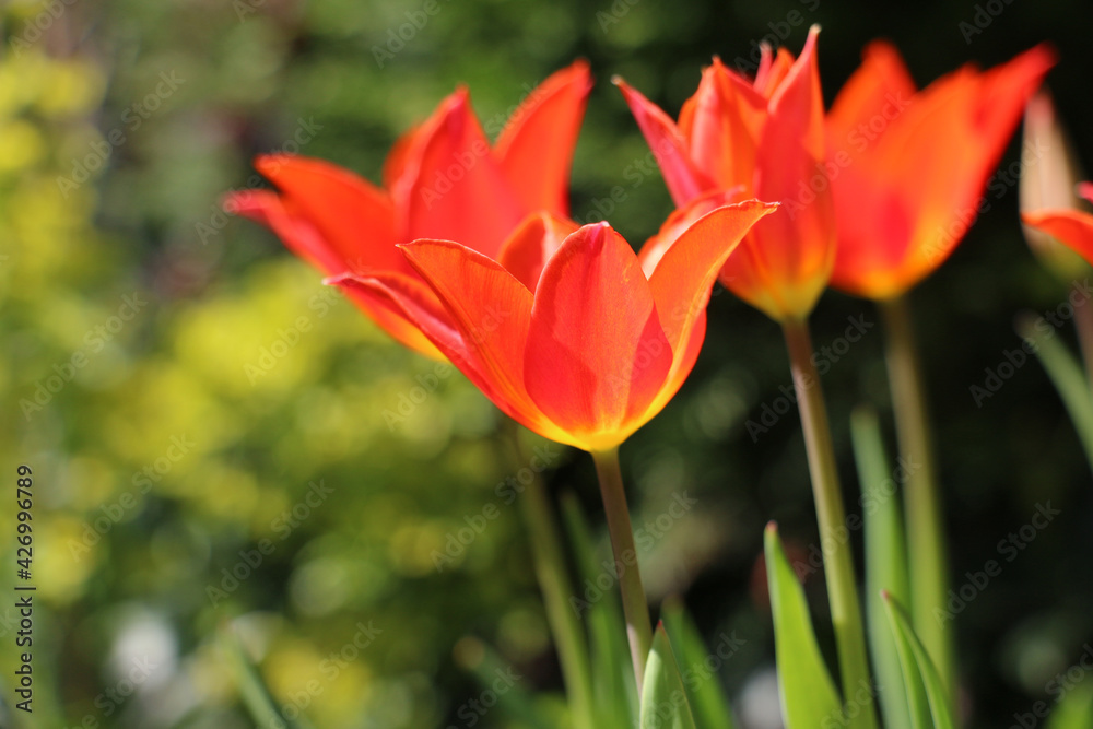 Bright orange tulip flowers, Tulipa ballerina, lily-flowered tulip, blooming in the spring sunshine, close-up view, Shropshire, UK 