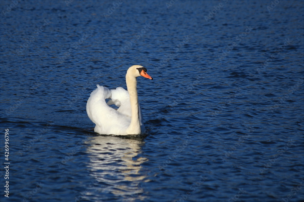 Höckerschwan schwimmt auf dem See
