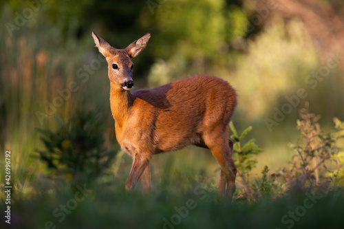 Fototapeta Naklejka Na Ścianę i Meble -  Roe deer female standing on glade in summer sunlight