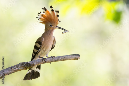 Eurasian hoopoe sitting on branch in sunlight with copy space © WildMedia