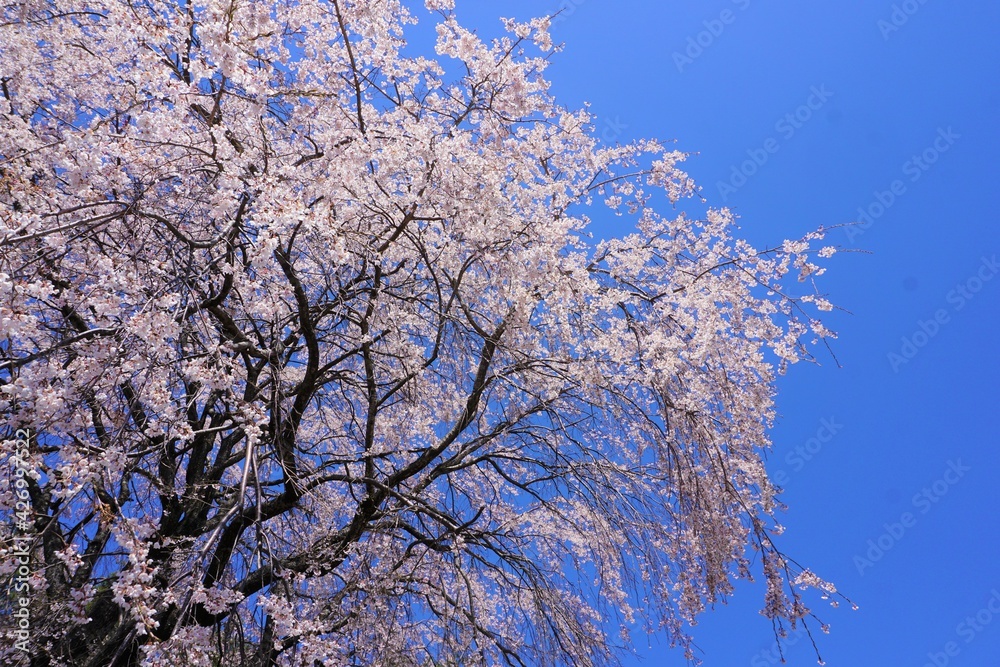 桜と青空