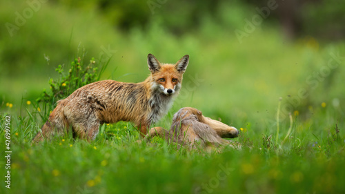 Red fox standing on green meadow with killed prey in summertime nature