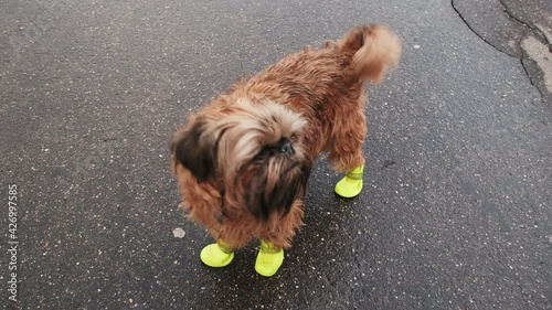 Belgian Griffon dog in yellow rubber boots. The concept of protecting the paws of animals from anti icing reagents, chemicals and salt
