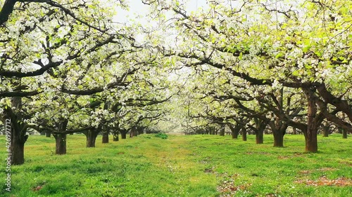 Low-angle shot of charming pear garden with white flowers in spring sunlight 