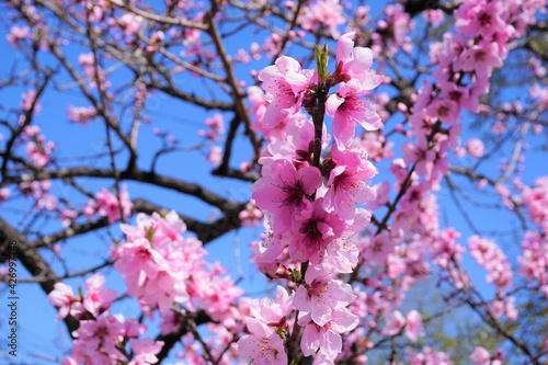 桜