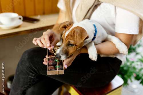 Jack russell puppy sit on owners hands and smelling box with chocolate. Out with pets