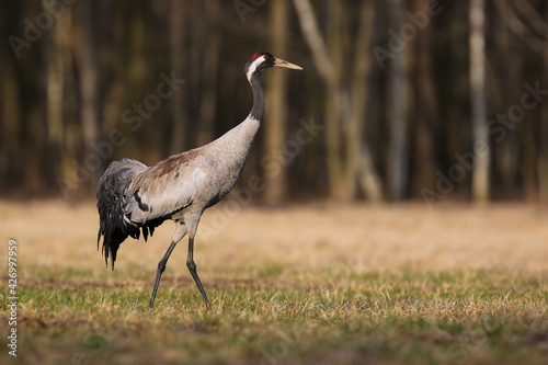 Common crane marching on grassland in spring nature