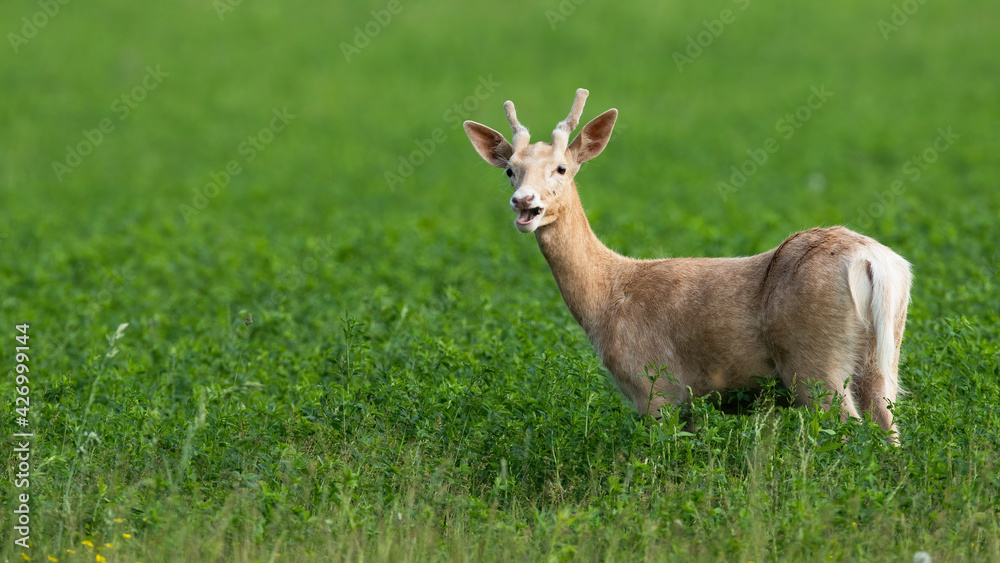 White albino fallow deer, dama dama, grazing on the clover meadow with open mouth White albino fallow deer, dama dama, grazing on the clover meadow with open mouth