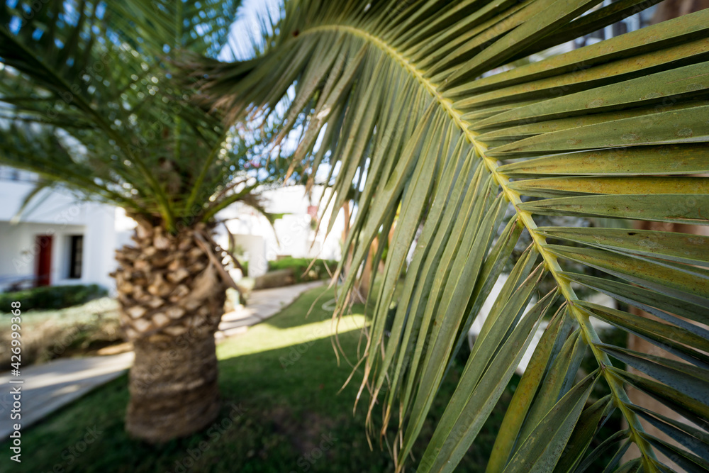 Beautiful big palm leaf against tropical garden. Beautiful big palm leaf against tropical garden.