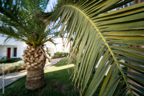 Beautiful big palm leaf against tropical garden.