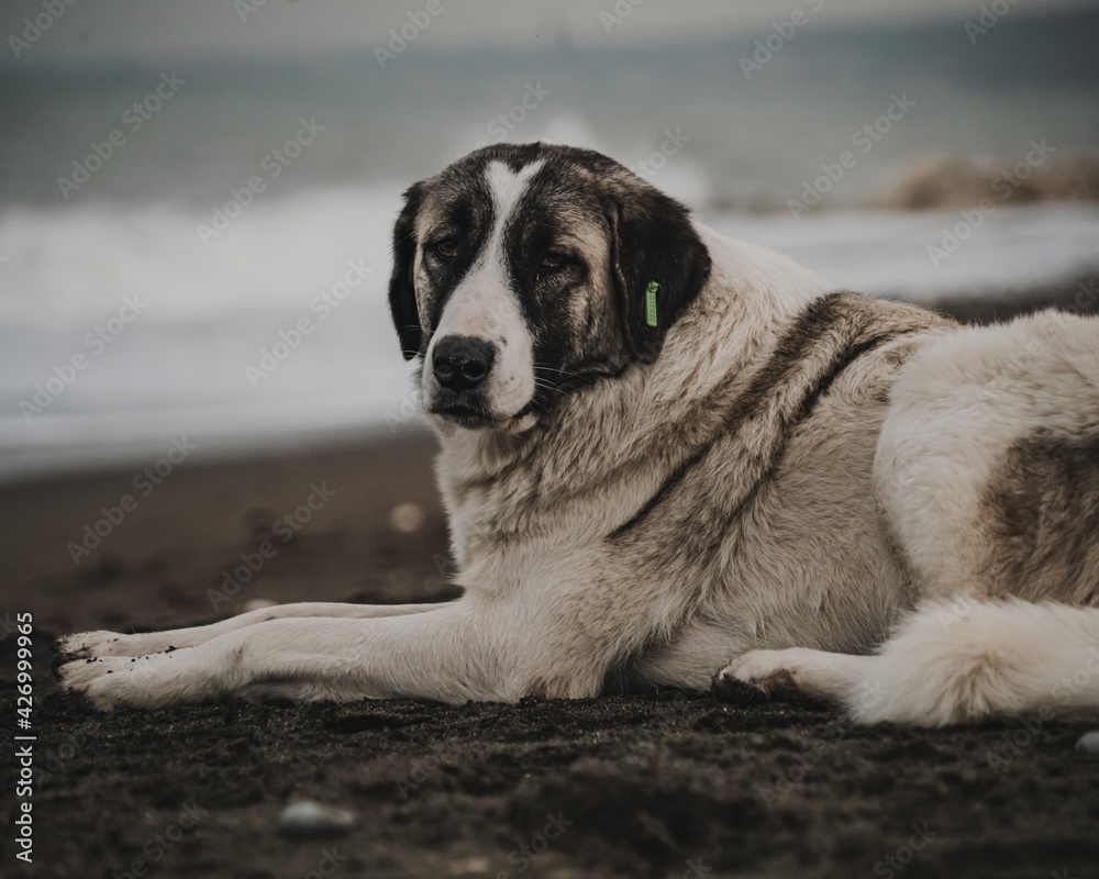 dog on the beach dog on the beach