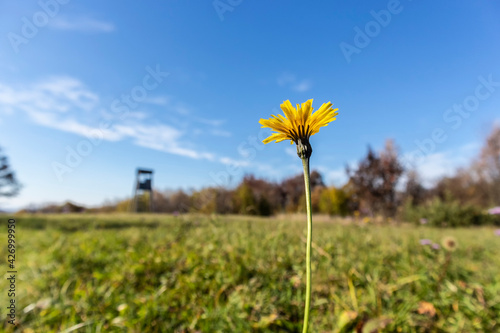 Wonderful yellow dandelion flower growing in the meadow in front of forest and hunting tower in the background at the Japetic mountain, Croatia photo