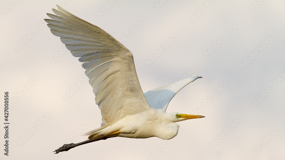 Great egret flying in the air in sunny environment Great egret flying in the air in sunny environment