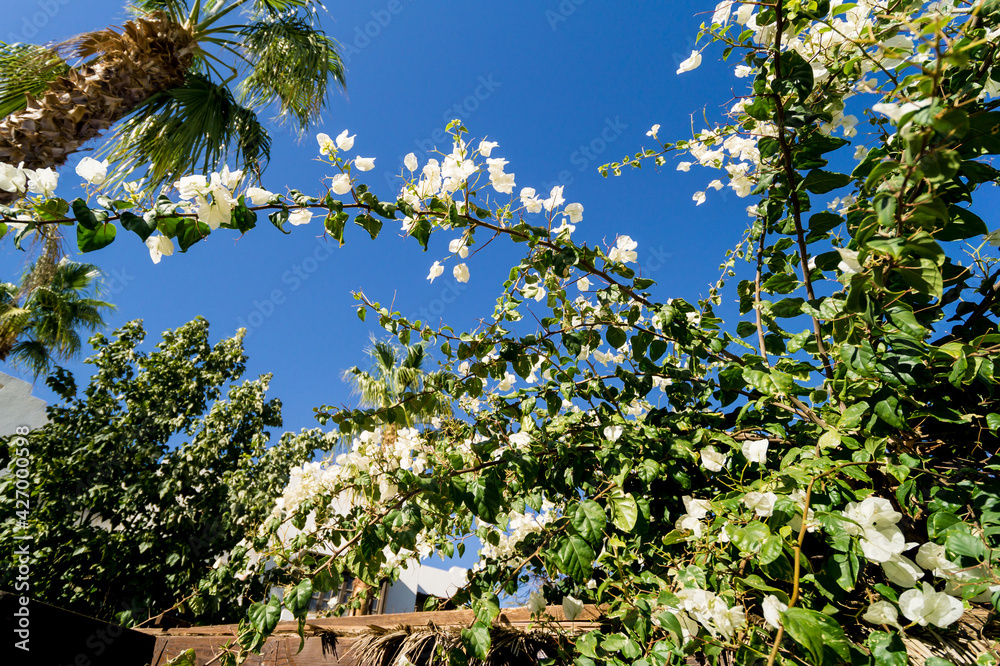 Fototapeta premium Luxury landscape design of the tropical summer garden