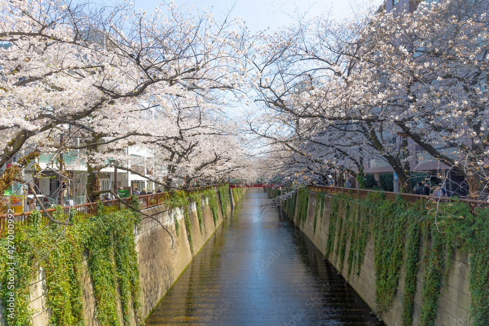 Cherry blossom in Tokyo