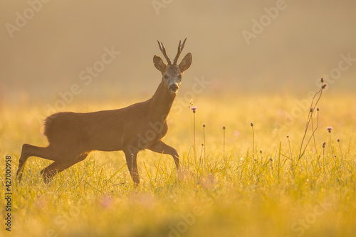 Roe deer buck looking to the camera on grass in morning light
