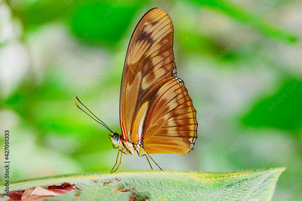 Obraz premium Macro shots, Beautiful nature scene. Closeup beautiful butterfly sitting on the flower in a summer garden.