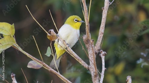 Indian white eye on the tree