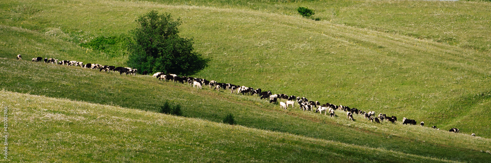 Herd cows in the field. Farm