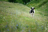 Cow in the field (farm)