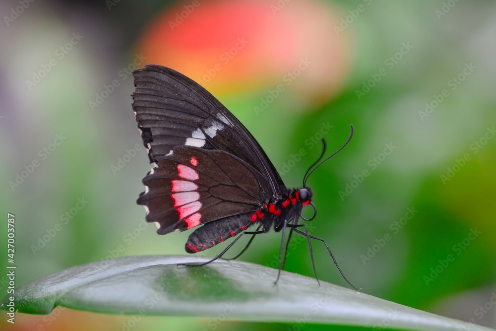 Macro shots, Beautiful nature scene. Closeup beautiful butterfly sitting on the flower in a summer garden.