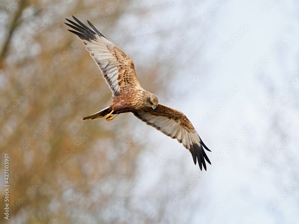 Western marsh harrier (Circus aeruginosus) Western marsh harrier (Circus aeruginosus)
