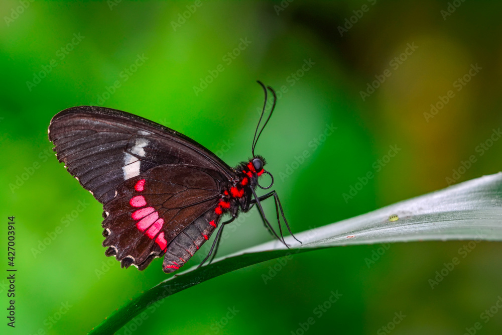 Macro shots, Beautiful nature scene. Closeup beautiful butterfly sitting on the flower in a summer garden. Macro shots, Beautiful nature scene. Closeup beautiful butterfly sitting on the flower in a summer garden.