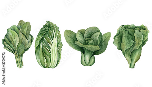 Watercolor set of green organic vegetables painted on white background. Collection of green and healthy cabbage salad.
