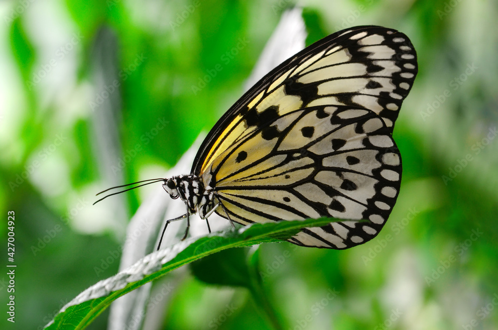 Naklejka premium Macro shots, Beautiful nature scene. Closeup beautiful butterfly sitting on the flower in a summer garden.