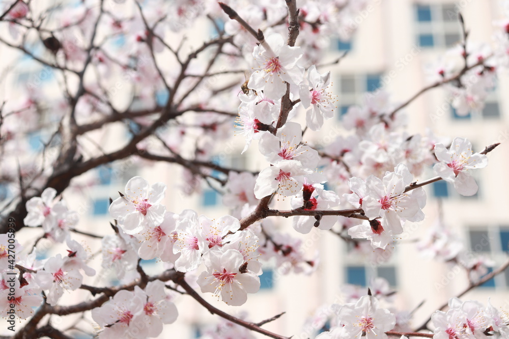 Fototapeta premium blossom