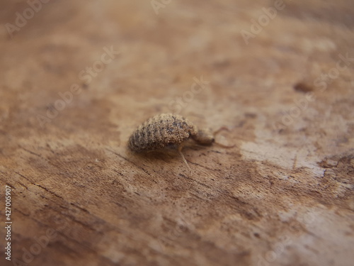 Vászonkép Ant lion on the board