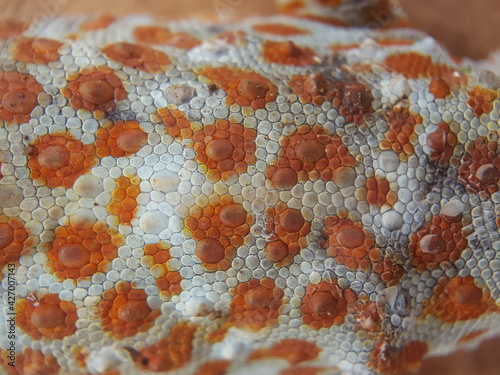 gecko skin texture