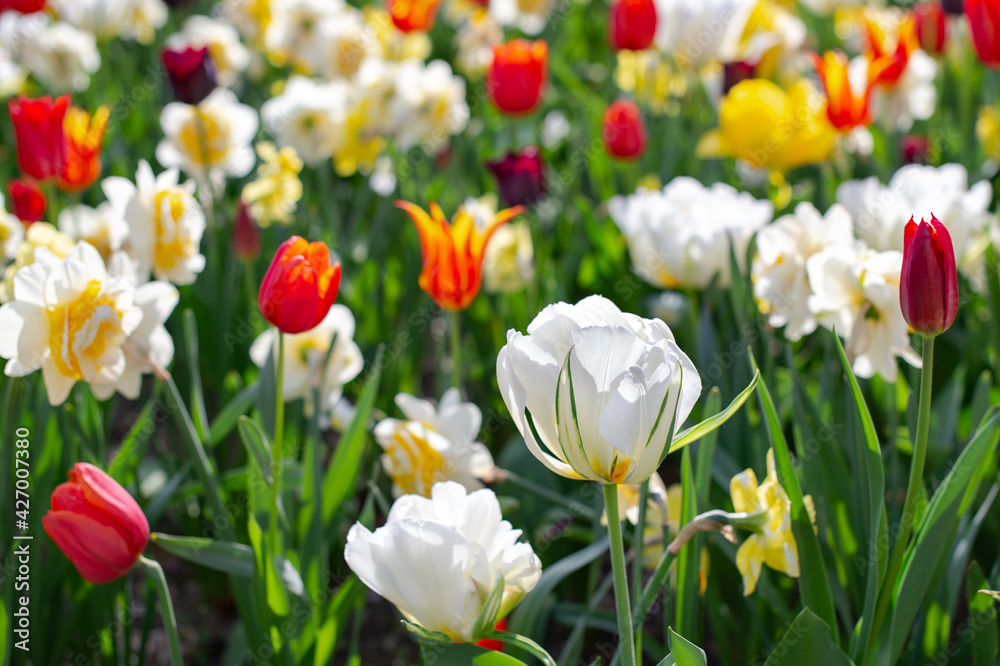 Spring madness. Bright and colorfull blossoming flowers in the sunny park Spring madness. Bright and colorfull blossoming flowers in the sunny park