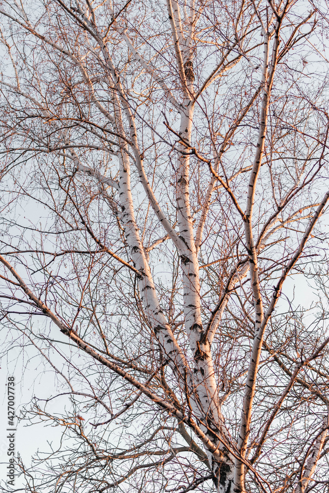 trees in winter trees in winter