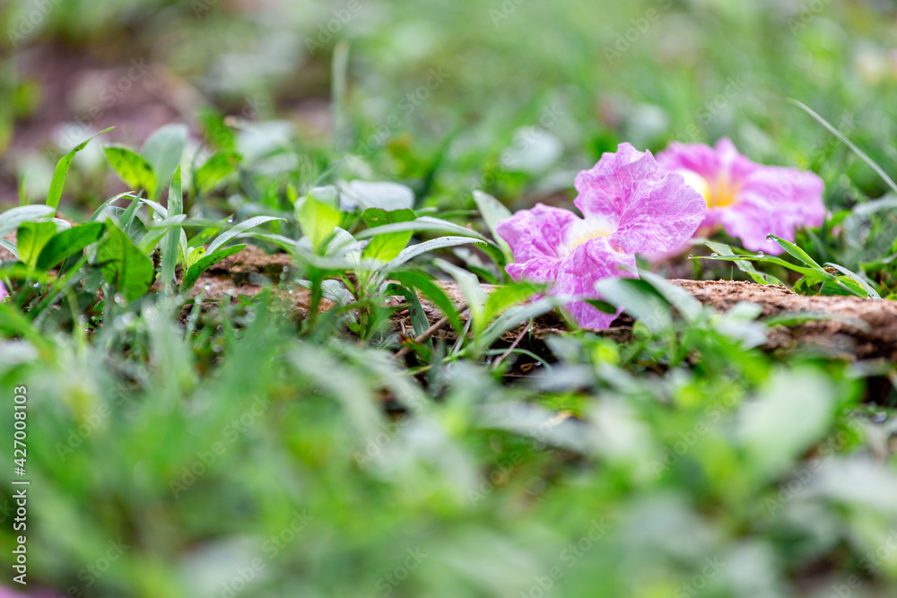 Flowers pink falling to the ground on the green grass