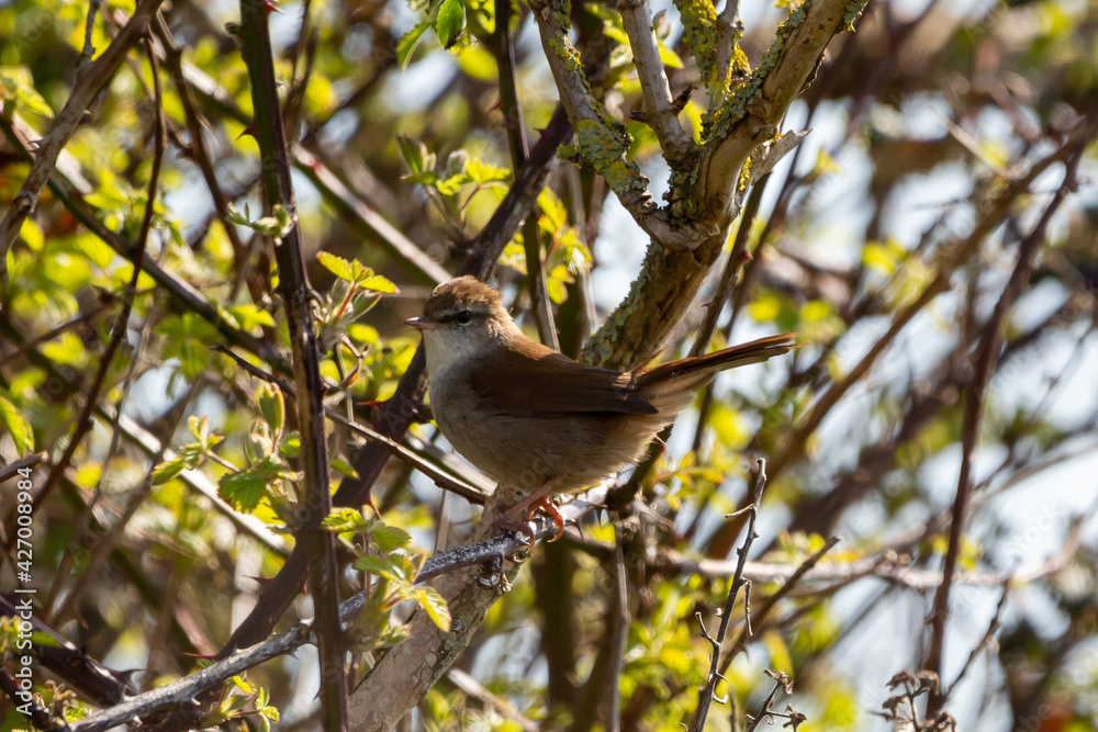Fototapeta premium A Cetti's warbler bird perching on the branch of a tree