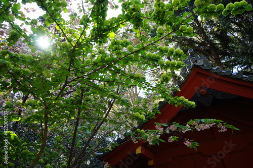 大手毬と八重桜 © hiroko・S