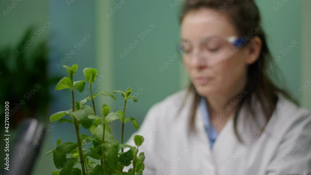 Closeup of botanist woman checking sapling for agriculture experiment observing genetic mutation Biologist specialist researcher working in biotechnology laboratory researching gmo plants Closeup of botanist woman checking sapling for agriculture experiment observing genetic mutation Biologist specialist researcher working in biotechnology laboratory researching gmo plants