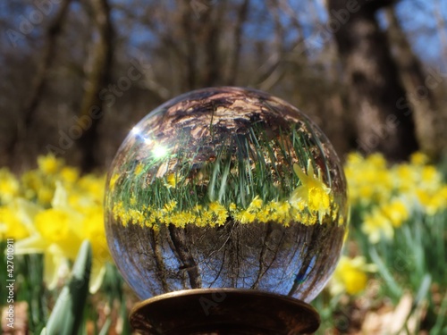 St David day. Welsh national flowers yellow daffodils growing in Lellingen forest, Luxembourg. Close up and upside down view in lensball photo