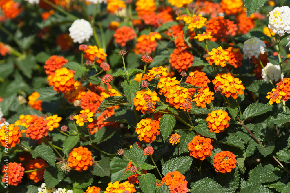 bright orange and yellow flowers among green leaves bright orange and yellow flowers among green leaves
