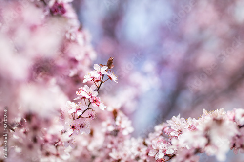 Beautiful spring border, bright blooming cherry tree on a blue soft sky. Flowering cherry flowers closeup with blurred romantic scene. Natural sunlight, floral ornamental forest nature. Spring garden © icemanphotos