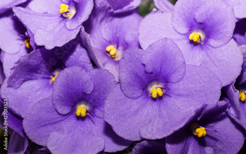 Violet Saintpaulias flowers commonly known as African violets Parma violets, Violet purple lilac flower background. Summer concept. Holiday flower background.
