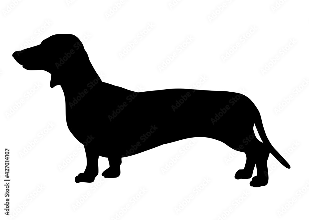 Dachshund dog silhouette, Vector silhouette of a dog on a white background.	