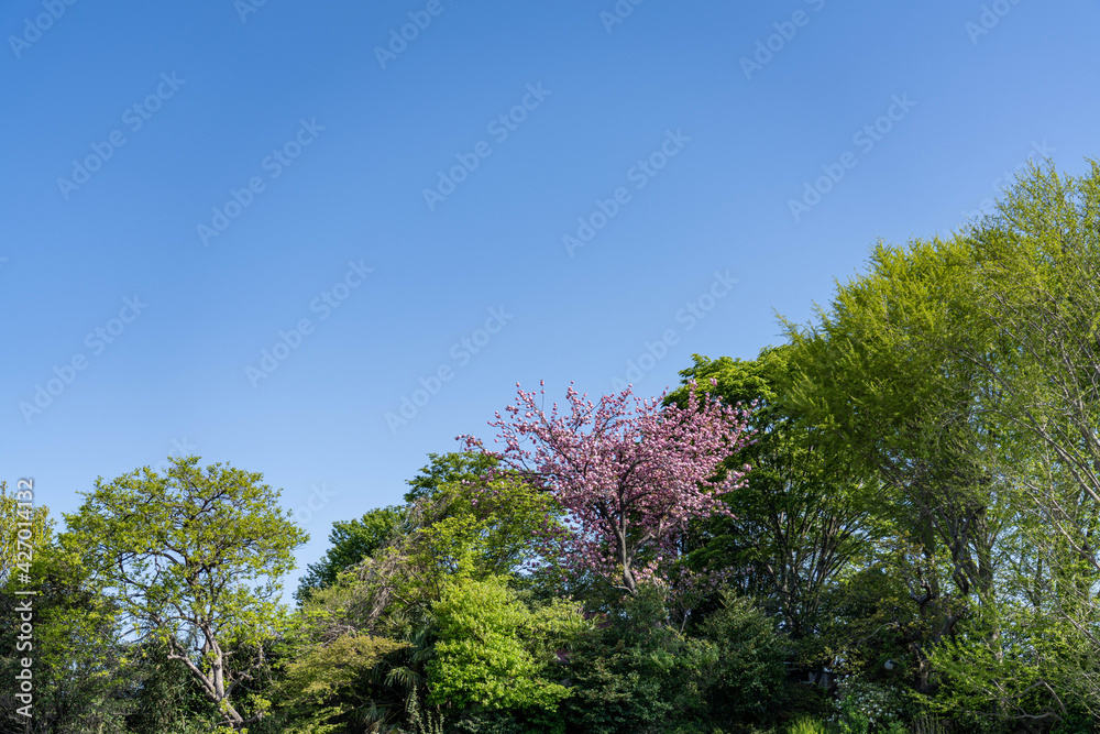 Obraz premium 田園地域春の訪れ