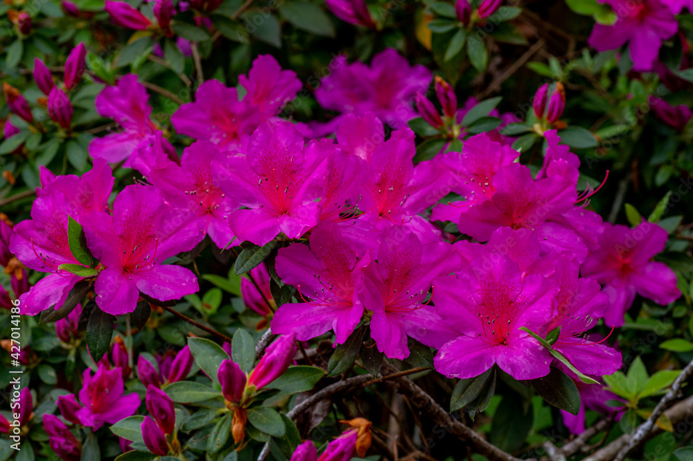 Azalea Blossoms 4