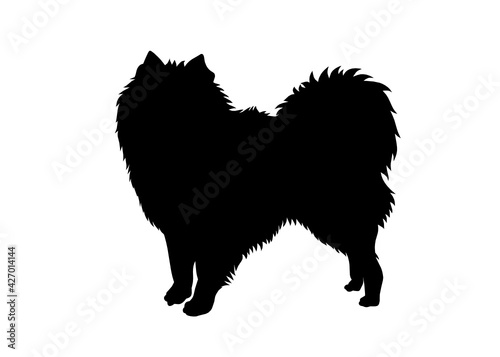 American eskimo dog silhouette, Vector silhouette of a dog on a white background.	
